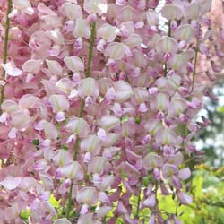 Wisteria floribunda Pink Ice